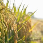 Confagricoltura: “Il futuro della terra passa dalle tecnologie, oggi precision farming al 10%”