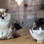 Da randagi a pattuglia anti-topi, famiglia di gatti diventa star in aeroporto cinese