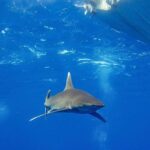 Dramma in Australia, si tuffa in mare e viene ucciso da uno squalo: chiuse tutte le spiagge