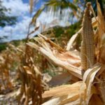 El Niño e l’allarme Ocse: “Al 95% sarà molto intenso, impatto su raccolti e prezzi alimentari”