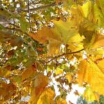 Equinozio d’Autunno con calo delle temperature minime, piogge venerdì poi weekend di sole