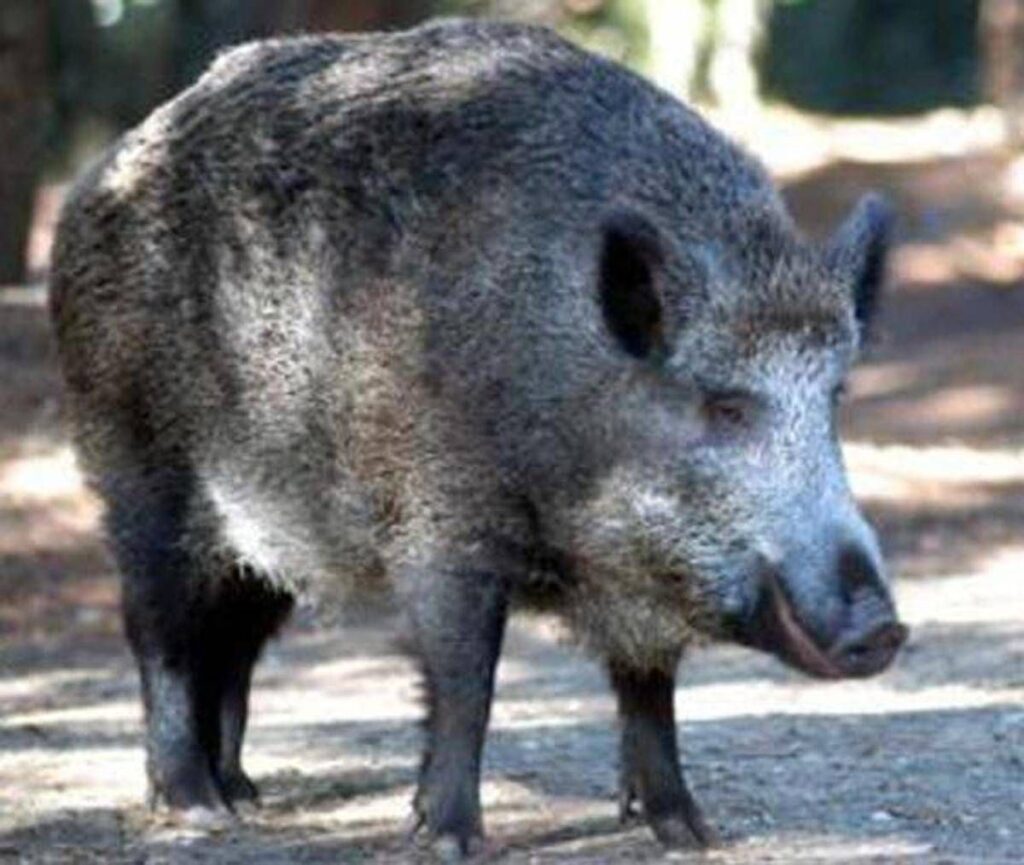 Il cinghiale attraversa la strada, scontro tra 3 auto e 4 feriti