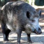 Il cinghiale attraversa la strada, scontro tra 3 auto e 4 feriti