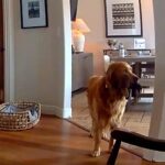 Il ladro entra in casa, il labrador fa festa e porta i giochi…