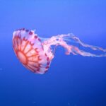 Medusa ortica, così provoca dolore e morte delle cellule: eparina protegge dal veleno