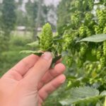 OktoberFresh 2026: a Roma due giorni di birra, cucina bavarese e musica con ingresso gratuito