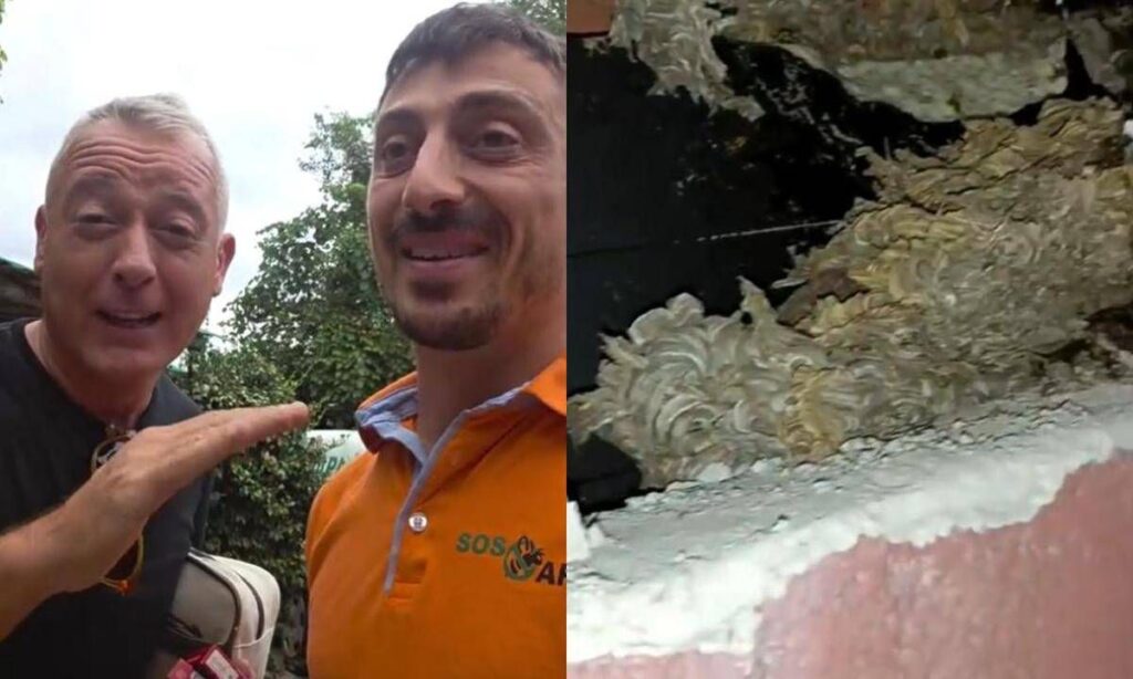 Pierluigi Diaco e Alessio Orsingher punti dalle vespe in casa, interviene il disinfestatore: “Nido enorme”