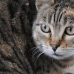 Scoperta nuova specie di felino selvatico, si trova in Bolivia: è il gatto Tilcayo