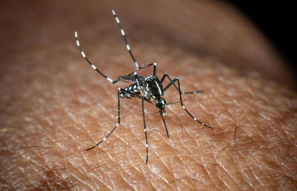 Usutu in Italia, un altro virus trasmesso dalle zanzare: i sintomi