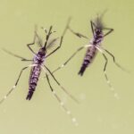 Zanzare e virus, cresce l’attenzione in Italia: 700 casi di West Nile e 312 di Dengue