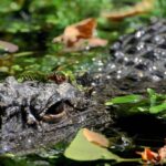 Aggredito e trascinato sott’acqua da un alligatore mentre pesca: morto 71enne
