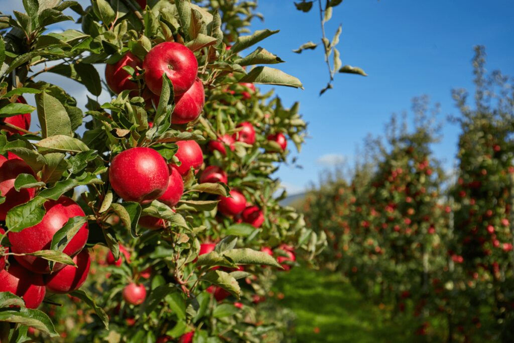 Agricoltura, Italia sul tetto del mondo: export di mele da primato per il secondo anno consecutivo