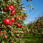 Agricoltura, Italia sul tetto del mondo: export di mele da primato per il secondo anno consecutivo