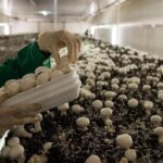 Agroalimentare, Azienda Milletti: qualità e tradizione italiana nel settore dei funghi champignon