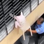 Bimba di 3 anni si sporge dalla finestra al 12esimo piano e resta sospesa nel vuoto: il miracoloso salvataggio – VIDEO