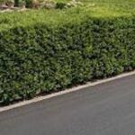 La siepe è verde e ben potata ma sporge, multa da 180 euro a ogni condomino della palazzina