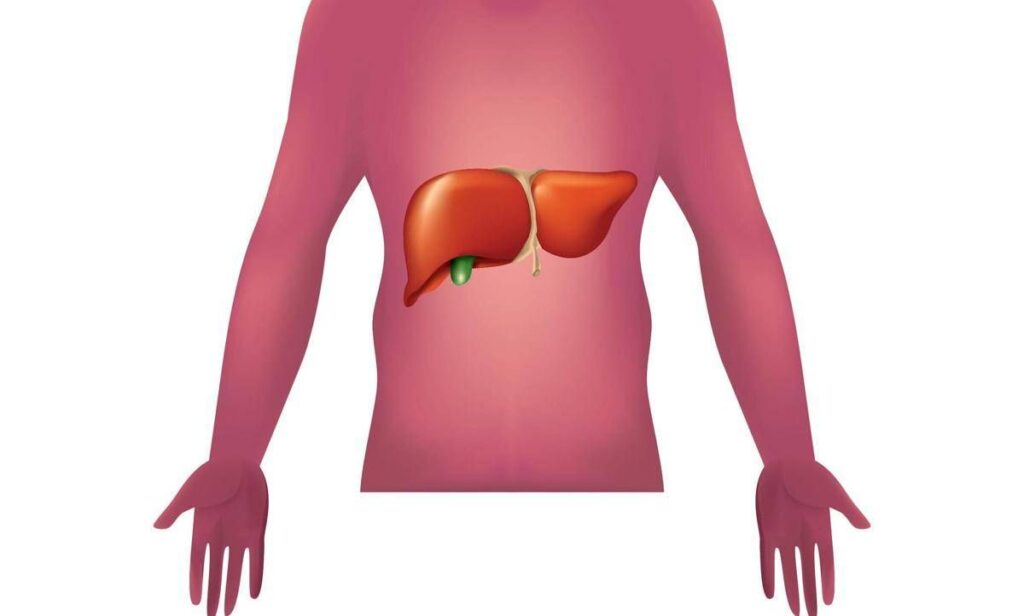 Malattie autoimmuni del fegato, nuova strategia con nanovettori in studio italiano