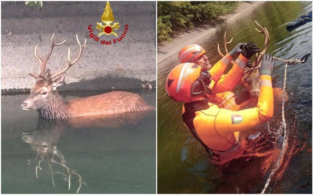 Milano, cervo intrappolato nel canale Villoresi: salvato dai vigili del fuoco