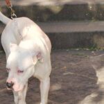 Seduta al tavolino di un bar viene azzannata in testa da un cane sfuggito alla dog sitter