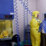 Shamonda virus, primo caso umano in Francia: cosa sappiamo, tutti i rischi