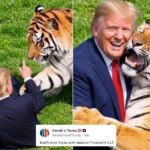 Uomo sbranato da una tigre, Trump posta il video: “Non si scherza con la natura”. Poi pubblica la parodia con IA