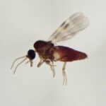 Virus Shamonda, chi lo trasmette? L’imputato è il Culicoides: identikit del ‘moscerino pungente’