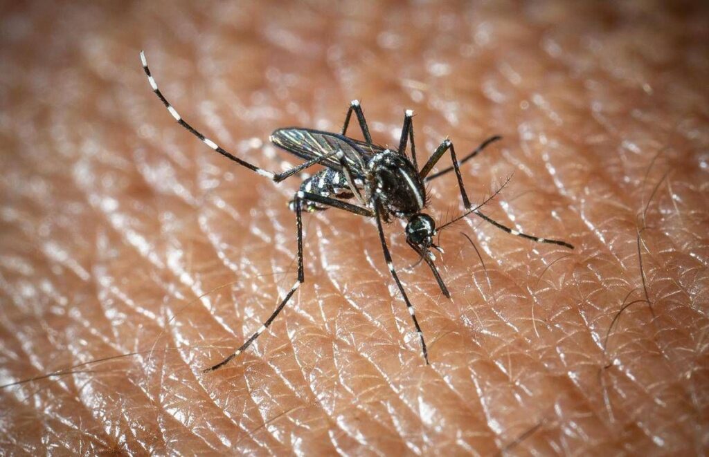 West Nile e Dengue, aumentano i casi in Italia: gli ultimi dati dell’Iss